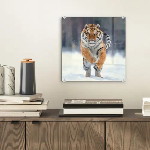Tijger - Landschap - Sneeuw - Winter - Dieren plexiglas 5mm klein -sfeer1