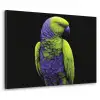Papegaai - Veren - Opvallend - Groen Textielframe zwart klein -3d
