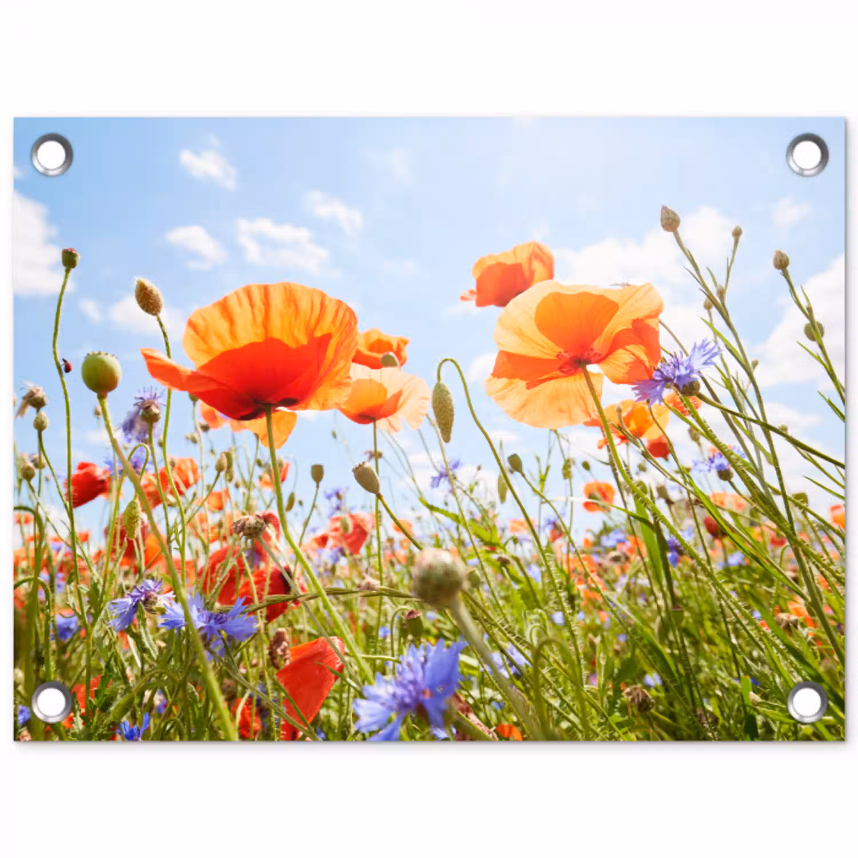 Bloemen - Klaproos - Lente - Natuur - Rood - Blauw tuinposter los doek klein -3d