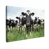 Nieuwsgierige koeien Tuinposter op houten frame 2 cm dik klein -3d