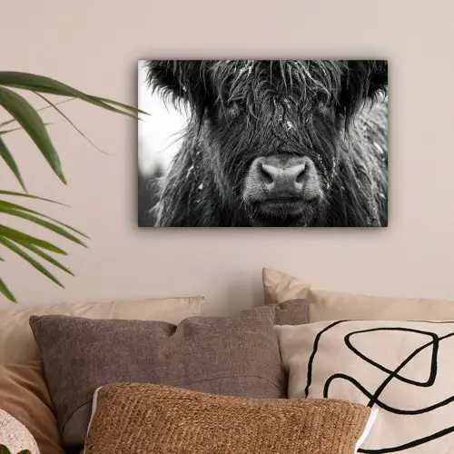 Schotse hooglander - Zwart - Wit - Sneeuwvlokken canvas 2cm klein -sfeer1