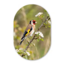 Putter - Bloesem - Lente - Natuur - Kleurrijk Wandcirkel Ovaal Aluminium middel -3d