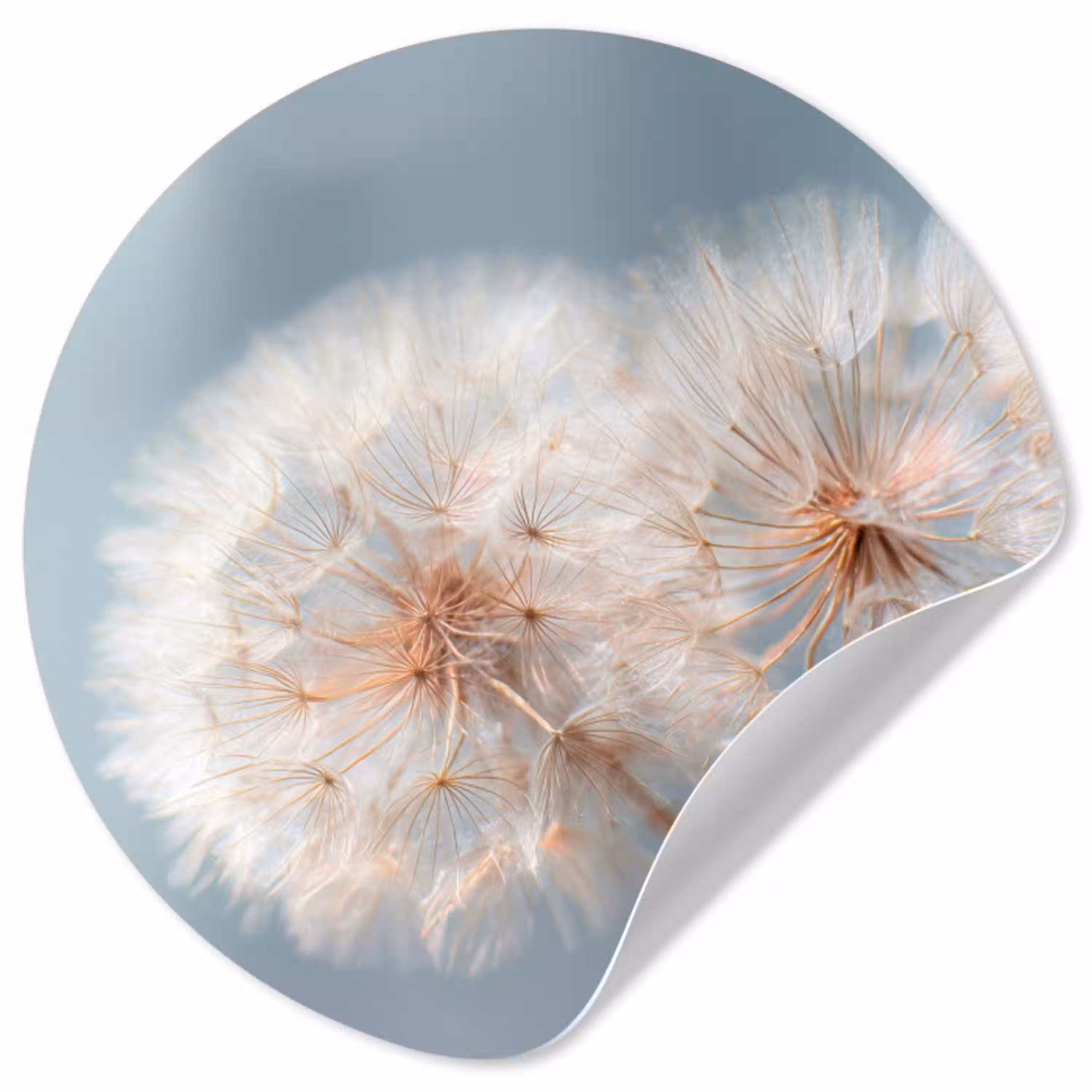 Paardenbloemen - Pluisjes - Wit Wandcirkel behangsticker klein -3d