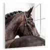 Portret - Paard - Elegant plexiglas 5mm klein -zzzproduct_nieuw