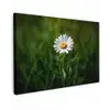 Wit - Madeliefje - Bloem - Gras canvas 2cm klein -z3d