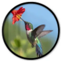 Kolibrie - Bloem - Natuur - Groen Fotolijst rond zonder passe partout klein -3d