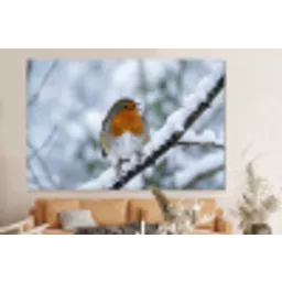 Roodborstje - Tak - Sneeuw - Winter - Levendig forex 5mm xxl -bovenbank