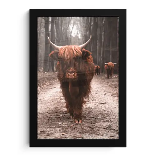 Schotse hooglander - Bos - Koe - Dieren - Natuur fotolijst zwart zonder passe partout klein -3d