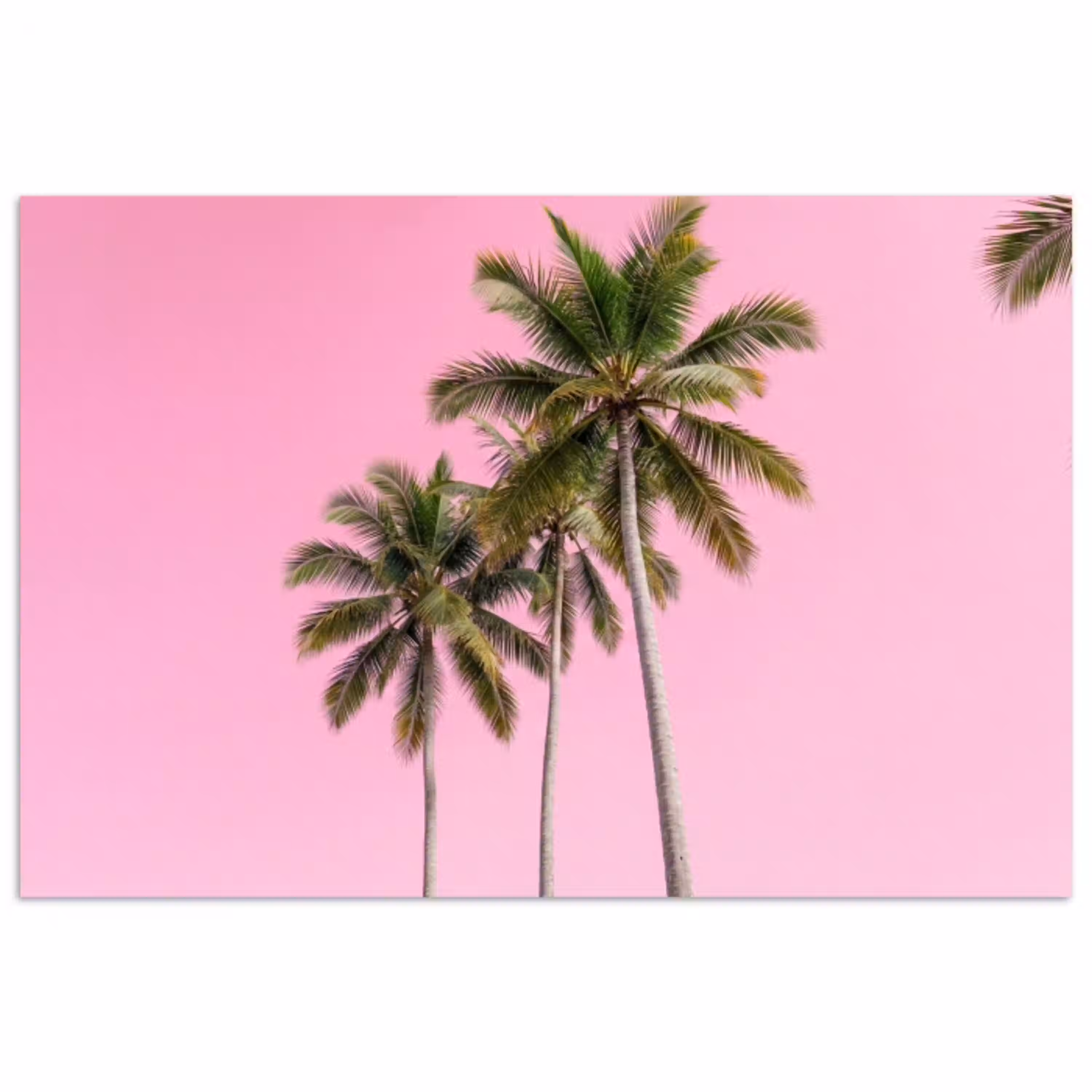 Palmboom - Tropisch - Pink poster papier klein -3d