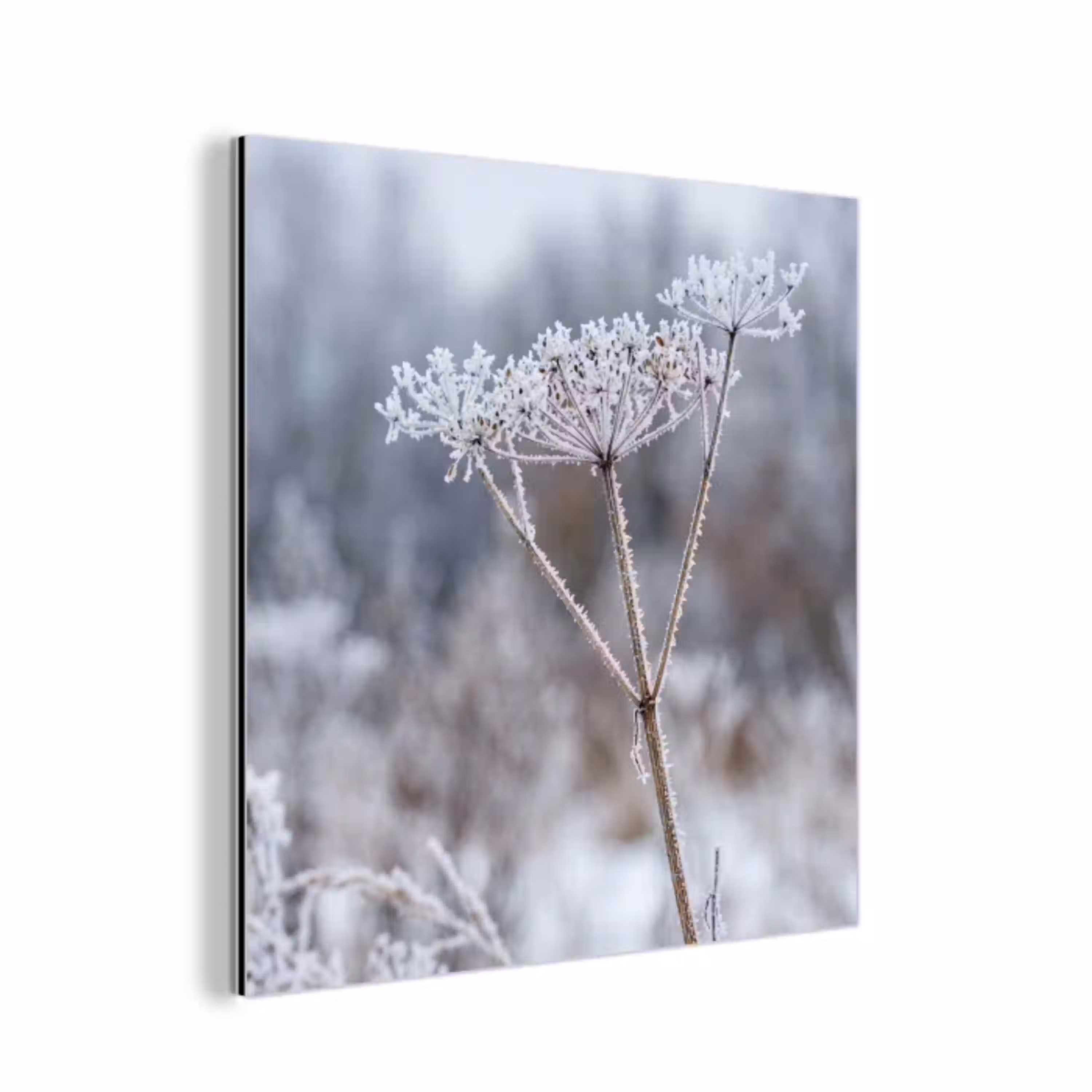 Schermbloem - Rijp - Kristallen - Winter - Delicaat aluminium wit klein -3d