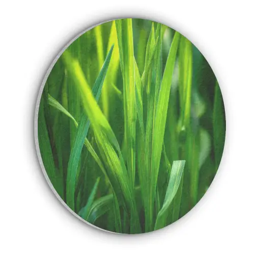Grassprieten - Lichtinval - Groen Akoestische PET Vilt - Rond klein -3d