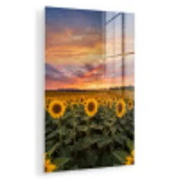 Zonnebloemen - Heuvellandschap - Geel plexiglas 5mm klein -zzzproduct_nieuw