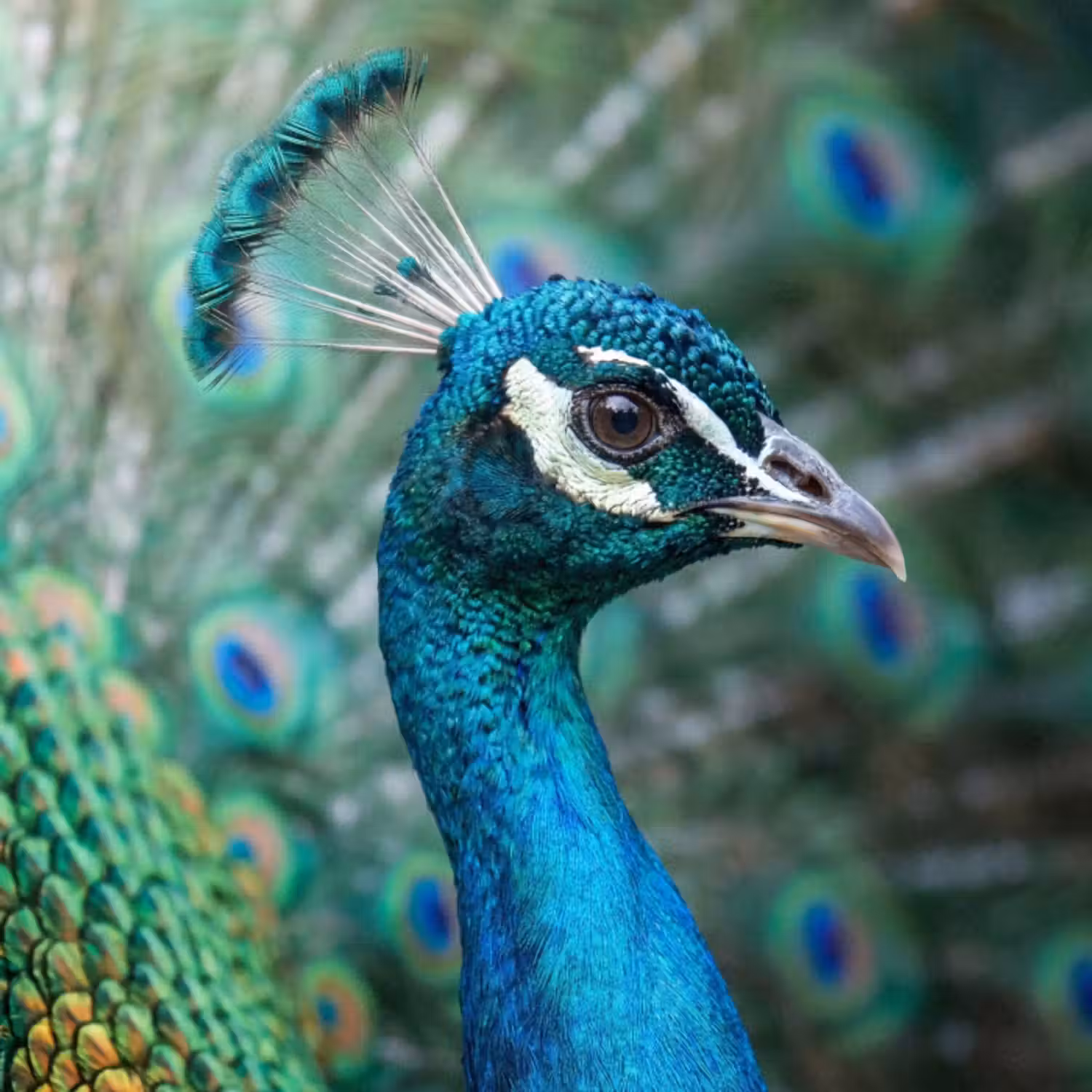 Tapete - Pfau - Federn - Blau