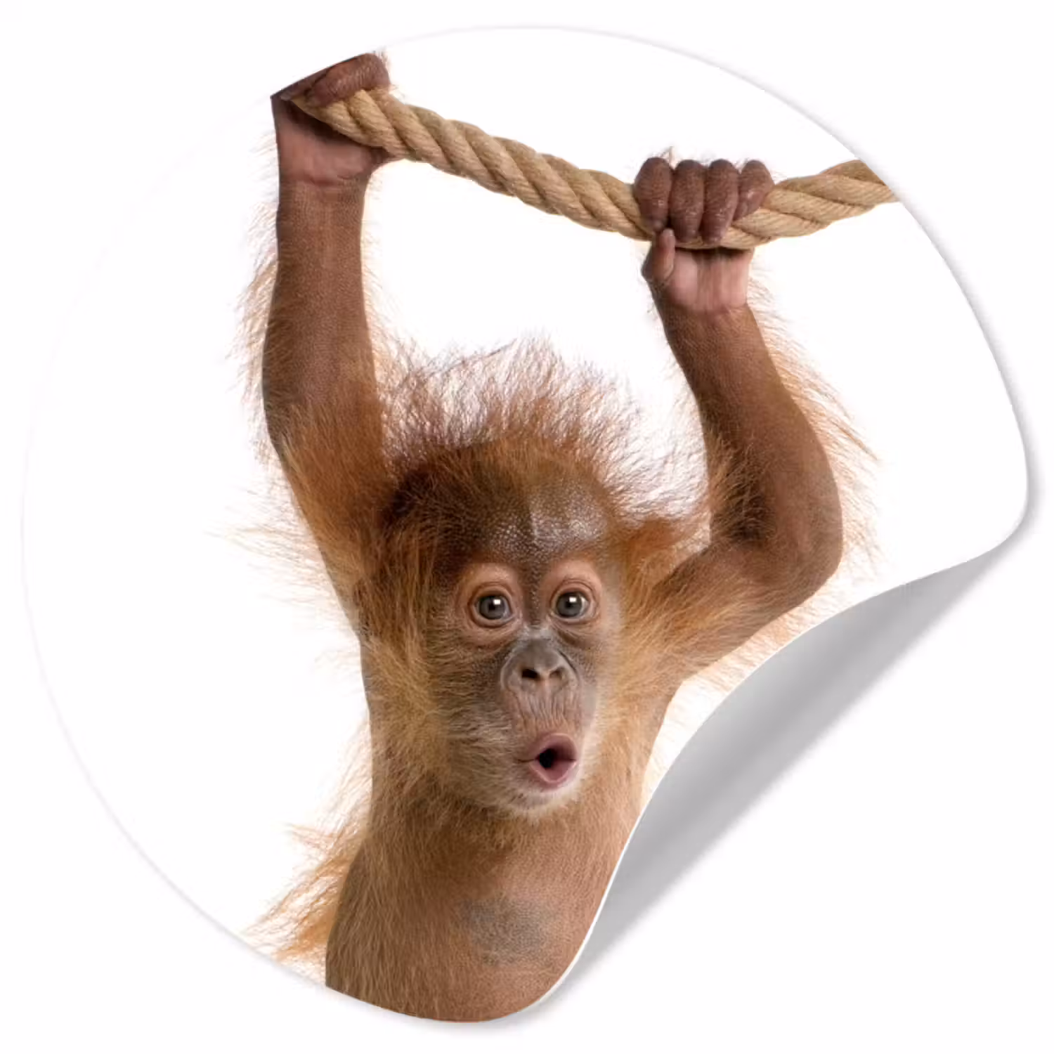 Behangcirkel - Dieren - Orang oetan - Touw - Dieren - Kinderen - Jongen