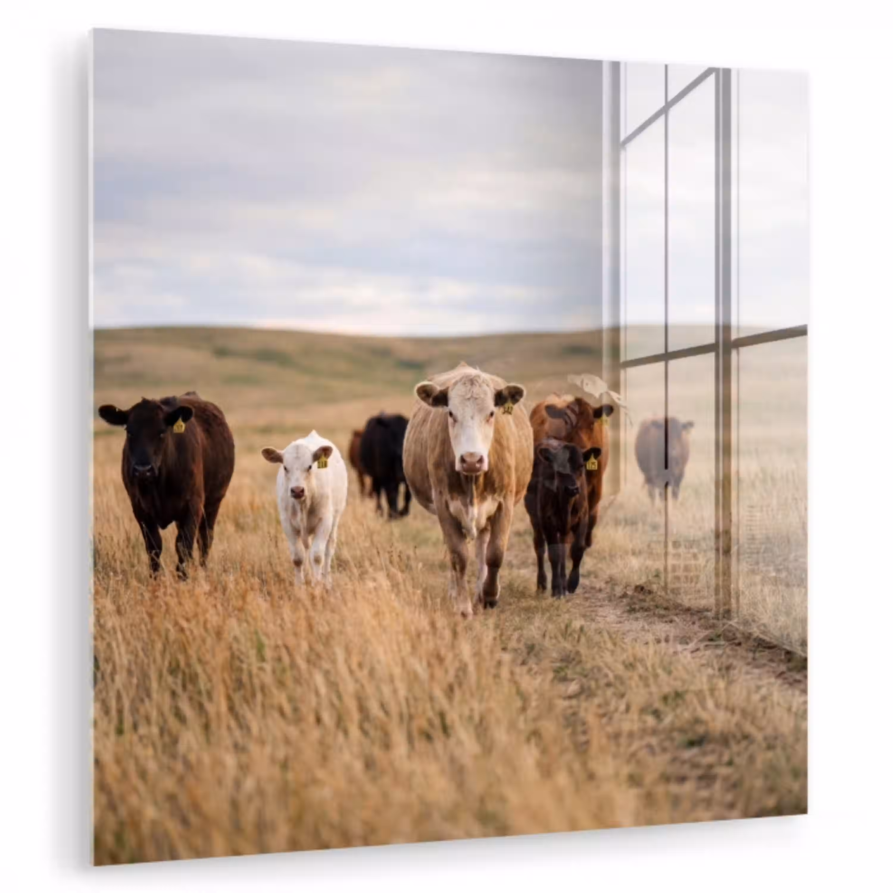 Runderen - Kudde - Landschap - Weide - Rustig plexiglas 5mm klein -zzzproduct_nieuw