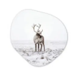 Rendier - Gewei - Sneeuw - Winter Wandcirkel Organisch Forex 3mm klein -3d
