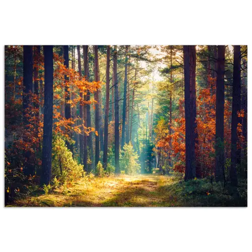 Bos - Zon - Natuur - Herfst poster papier klein -3d
