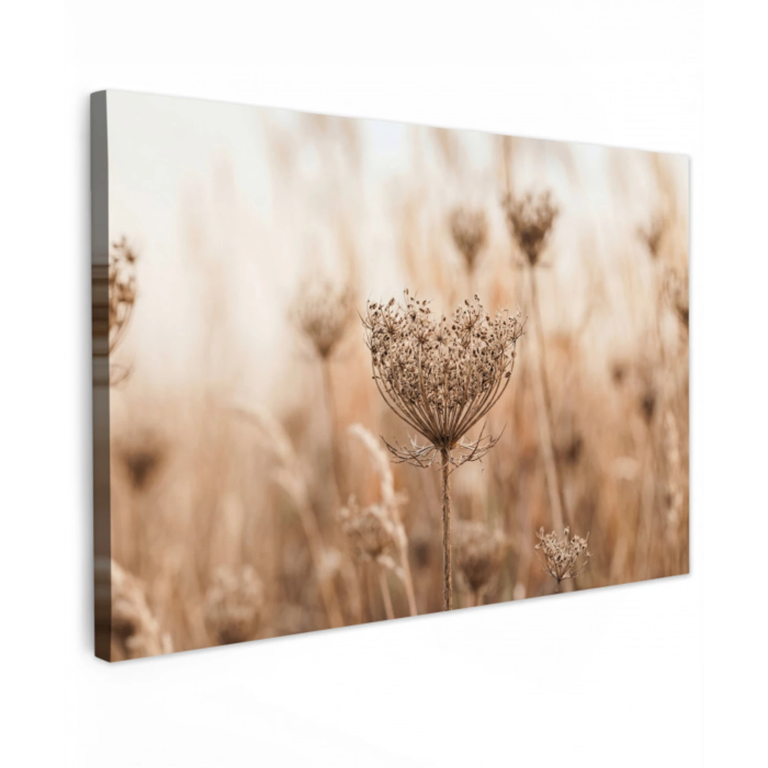 Schermbloem - Droogbloem - Winter - Beige - Minimalistisch canvas 2cm klein -z3d