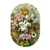 Planten - Natuur - Bloemen - Ernst Haeckel Wandcirkel Ovaal Forex klein -3d