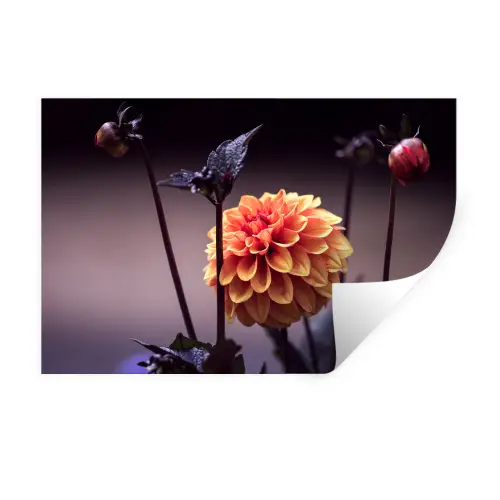 Bloemen - Chrysant - Macro - Planten Muursticker klein -3d