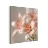 Lelies - Meeldraden - Roze - Wazig aluminium wit klein -3d