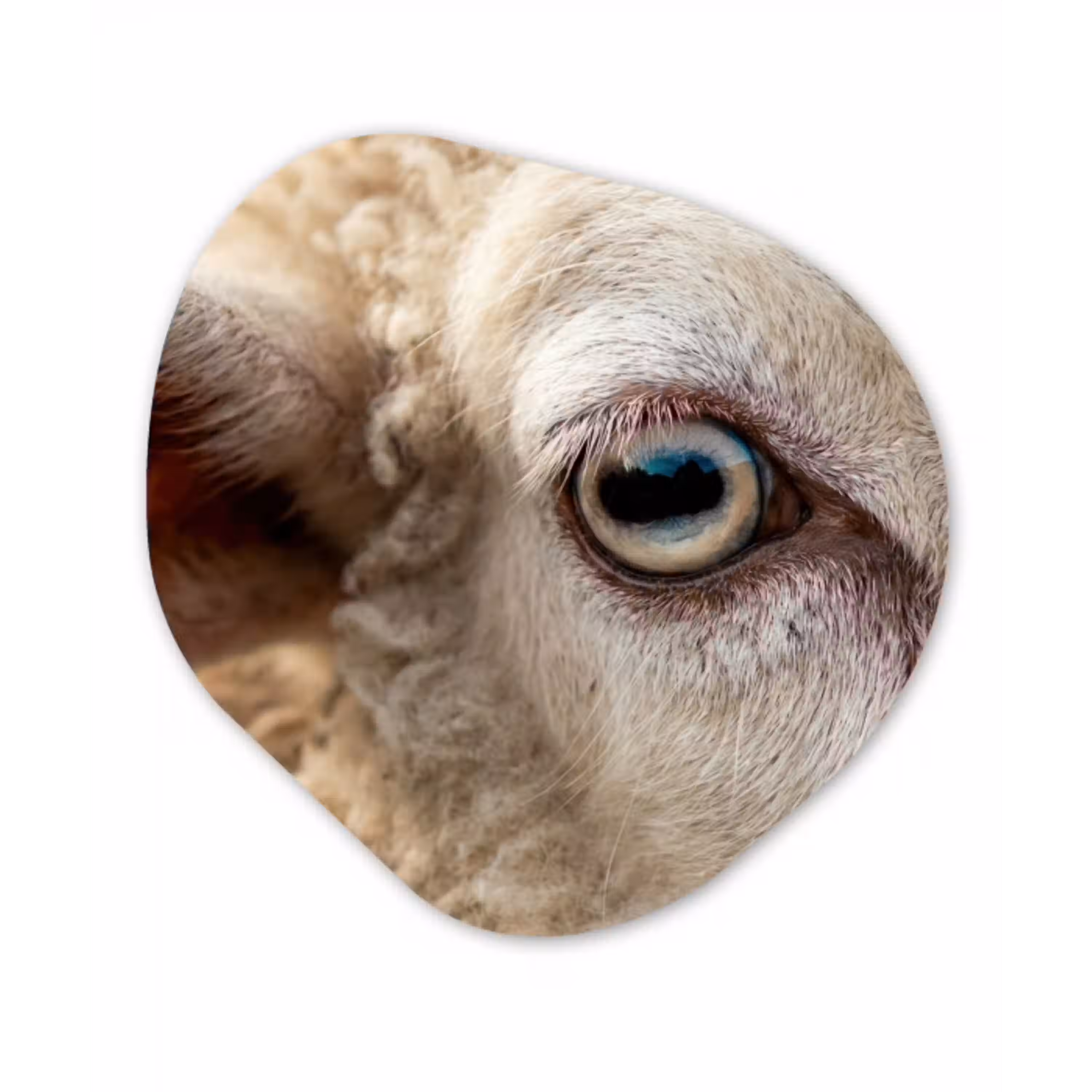 Schaap - Oog - Wit Wandcirkel Organisch Aluminium middel -3d