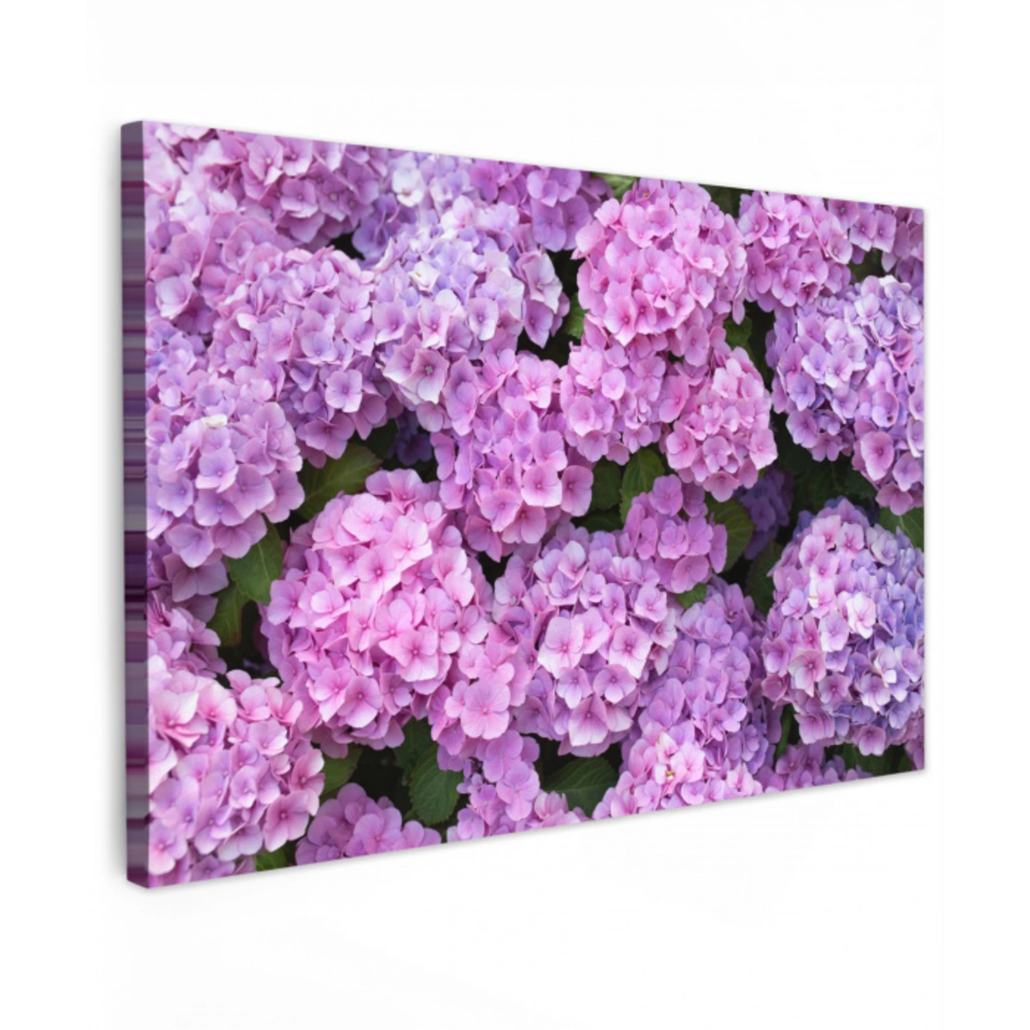 Bloemen - Hortensia - Struik - Roze - Bloemblaadjes canvas 2cm klein -z3d