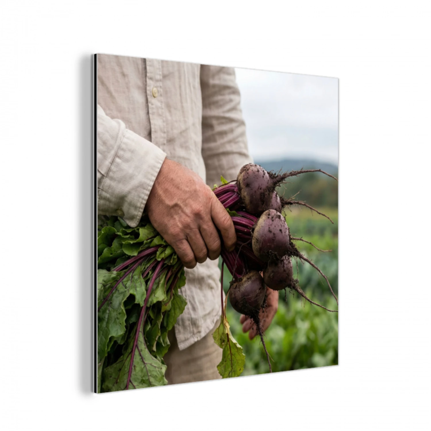 Bieten - Vers - Moestuin aluminium wit klein -3d