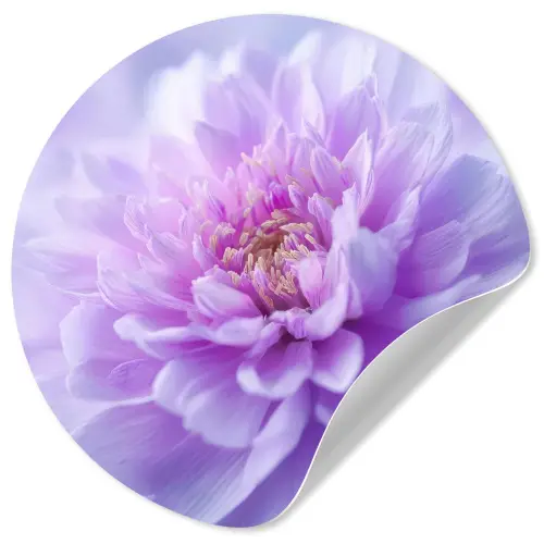 Paars - Dahlia - Dromerig Wandcirkel behangsticker klein -3d
