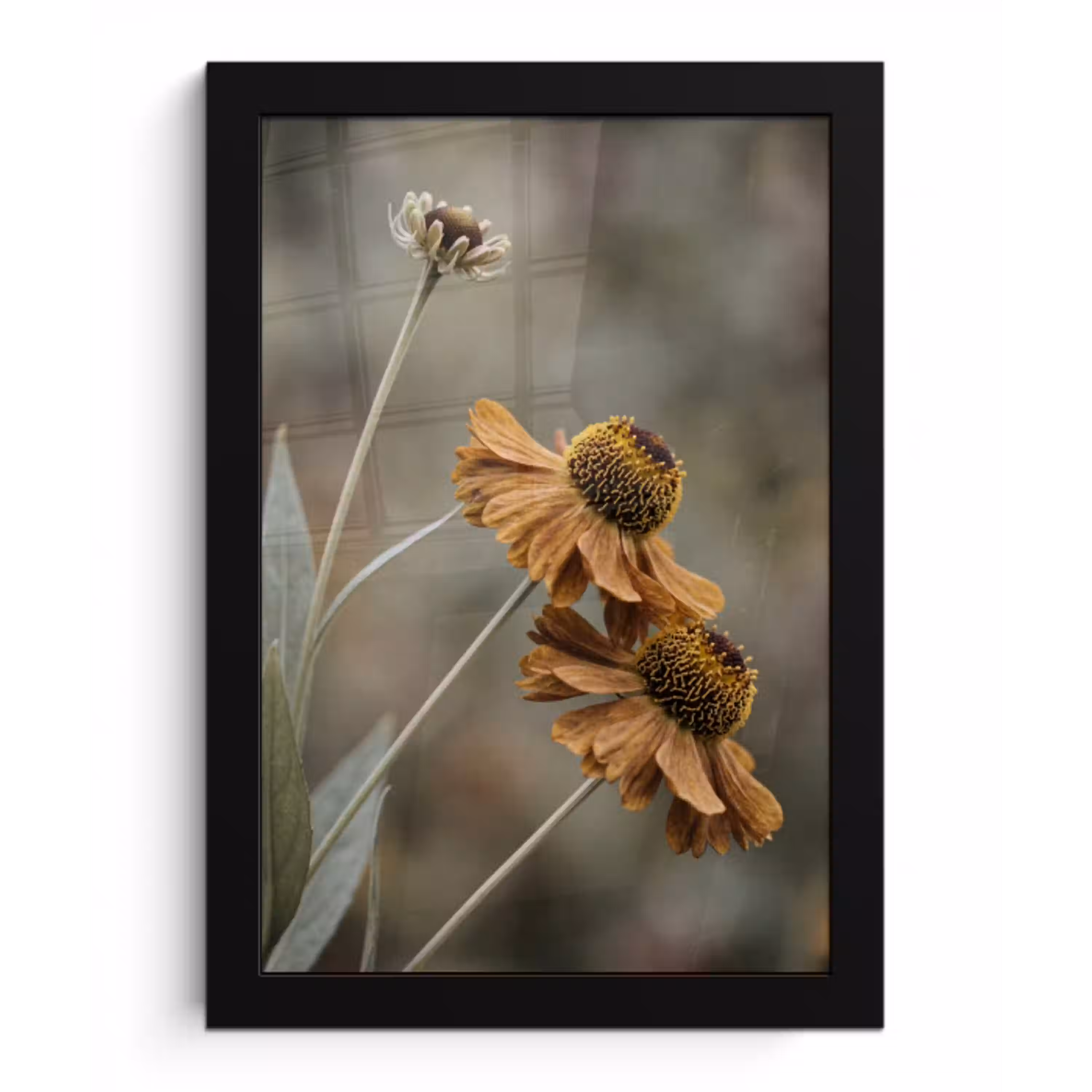 Zonnehoed - Droogbloemen - Geel - Warm fotolijst zwart zonder passe partout klein -3d