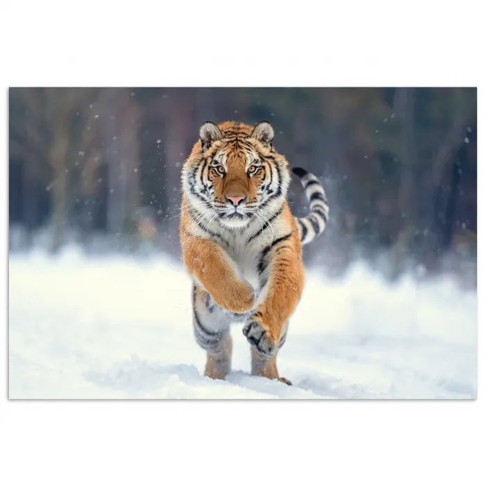 Tijger - Landschap - Sneeuw - Winter - Dieren poster papier klein -3d