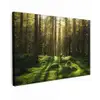 Bomen - Bos - Mos - Planten - Zon - Natuur canvas 2cm klein -z3d