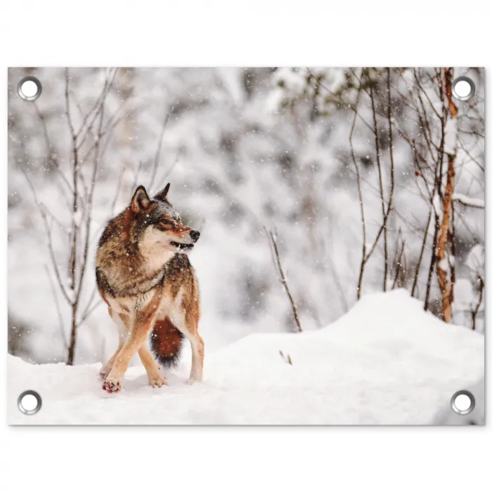 Wolf - Winter - Sneeuw - Natuur - Dieren tuinposter los doek klein -3d