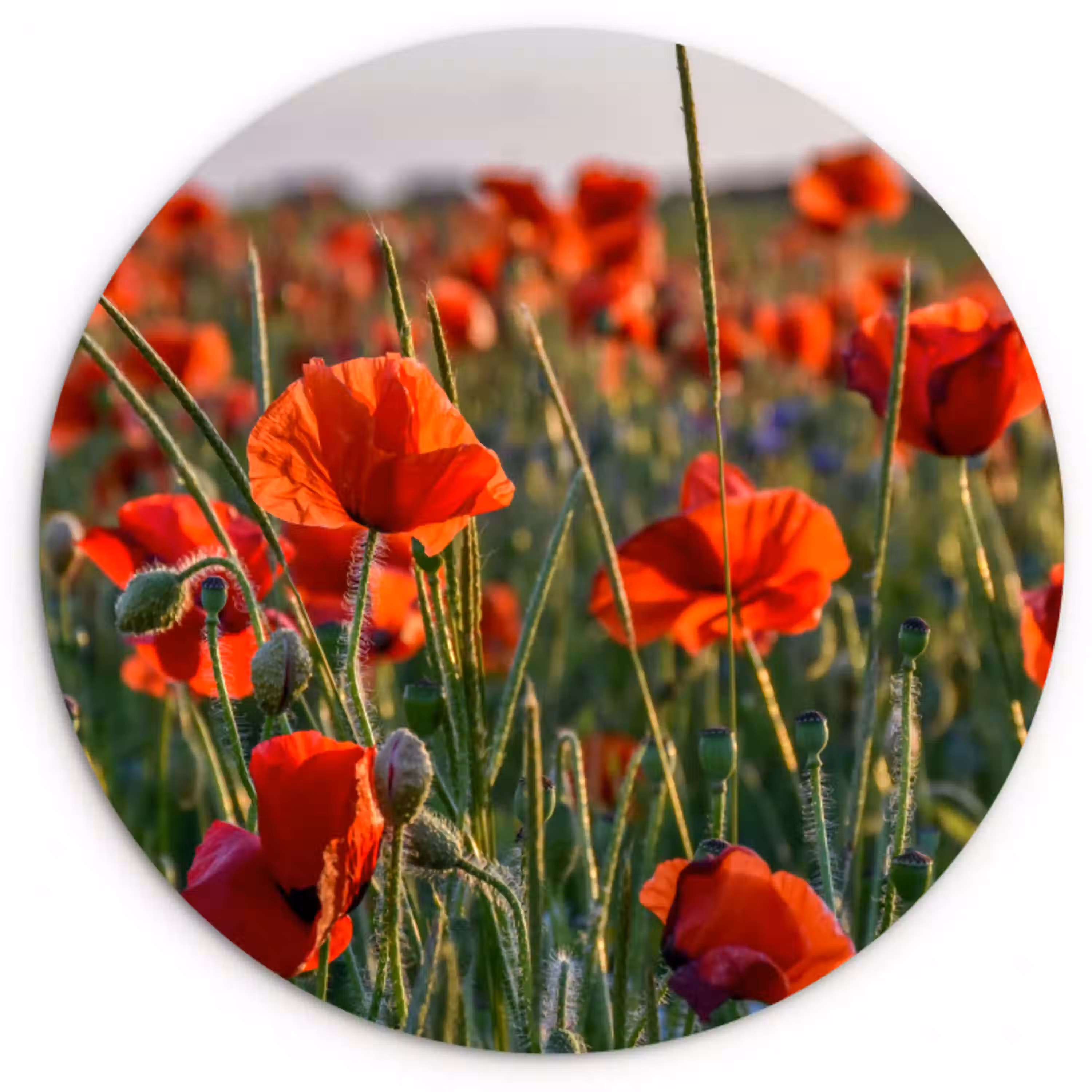 Bloemen - Klaprozen - Natuur - Rood Wandcirkel kunststof plaat 5mm dik klein -3d