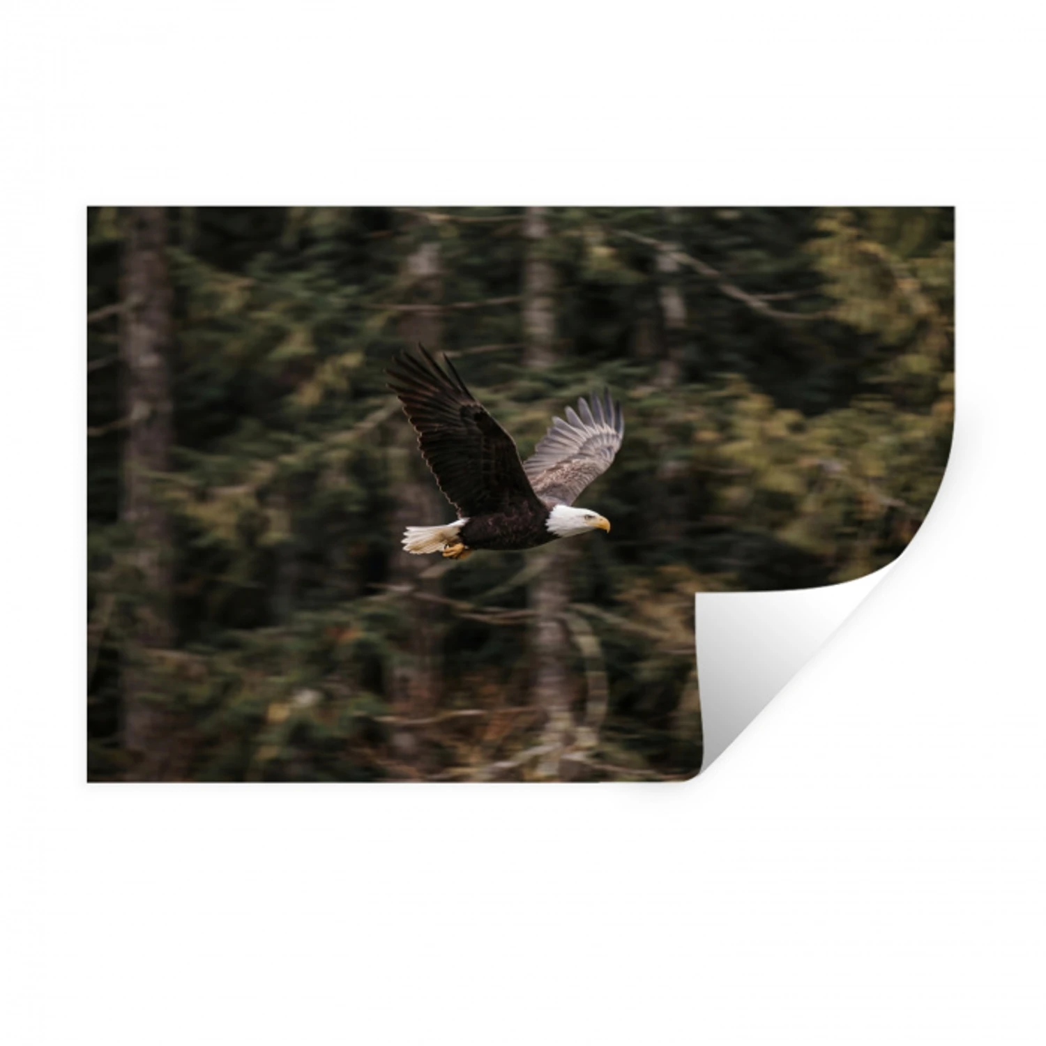 Zeearend - Vliegen - Bos - Natuur Muursticker klein -3d