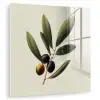 Olijftak - Donkergroen - Olijven plexiglas 5mm klein -zzzproduct_nieuw