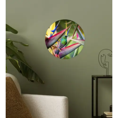 Kleurrijke vogel tussen allemaal kleurrijke platen Wandcirkel behangsticker klein -sfeer2