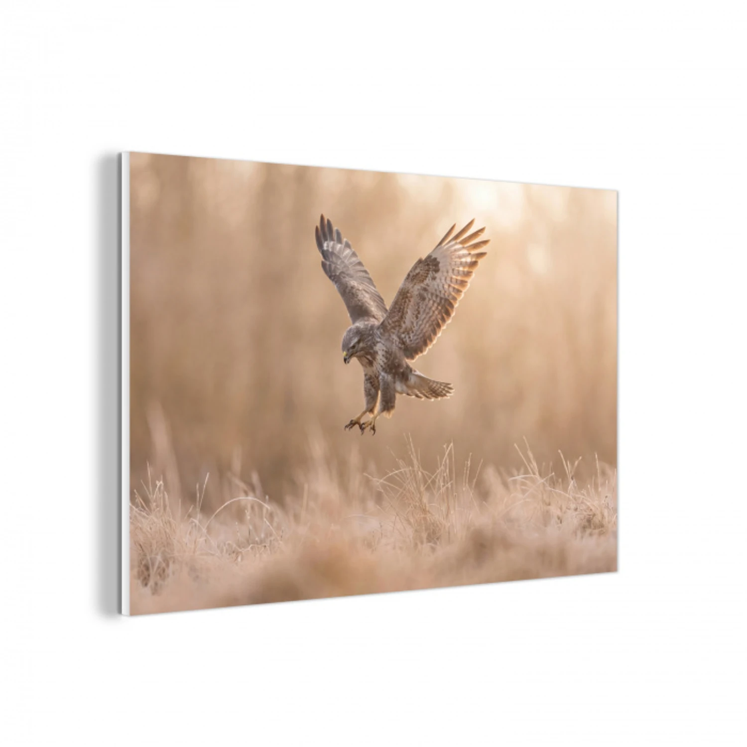 Buizerd - Roofvogel - Natuur - Bruin forex 5mm xxl -3d