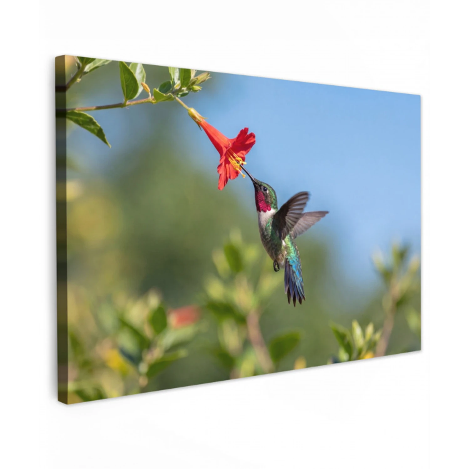 Kolibrie - Bloem - Natuur - Groen canvas 2cm klein -z3d