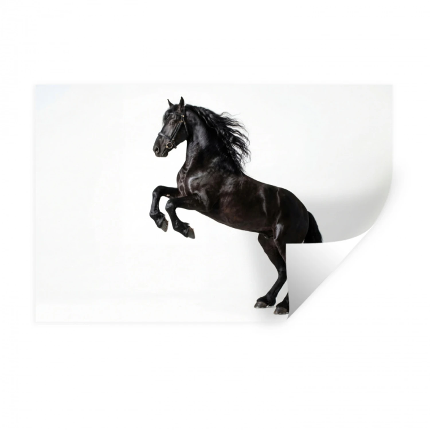 Zwart - Paard - Portret Muursticker klein -3d