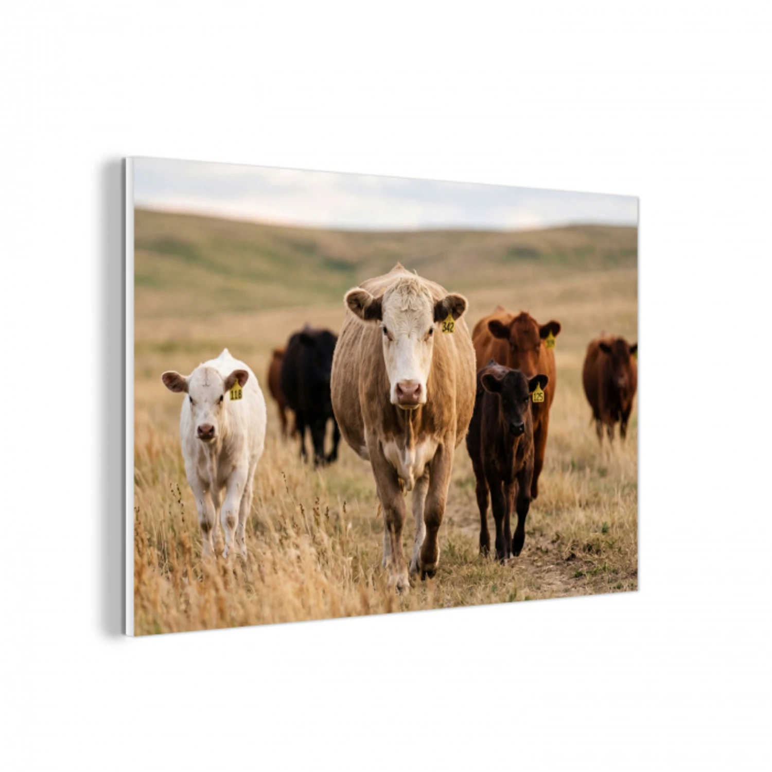 Runderen - Kudde - Landschap - Weide - Rustig forex 5mm xxl -3d