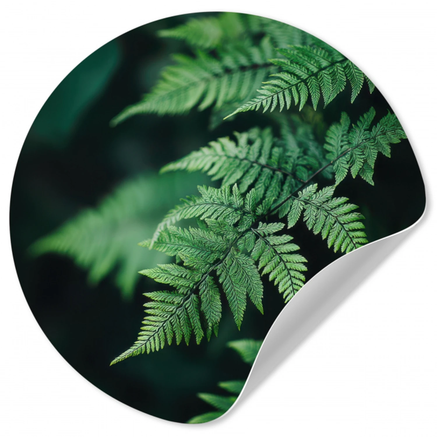 Varenblad - Groen - Structuur - Wazig Wandcirkel behangsticker klein -3d