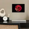 Bloem - Roos - Rood - Zwart poster papier klein -sfeer1