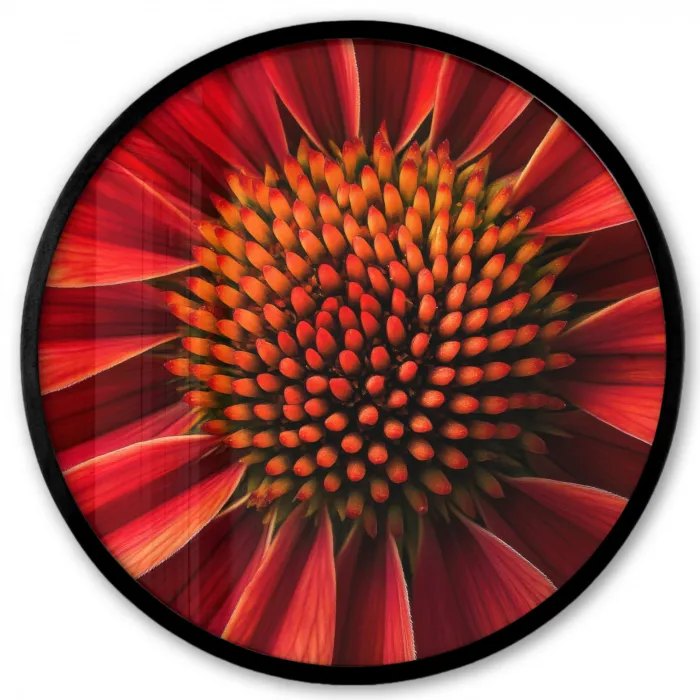 Close up - Bloem- Rood Fotolijst rond zonder passe partout klein -3d