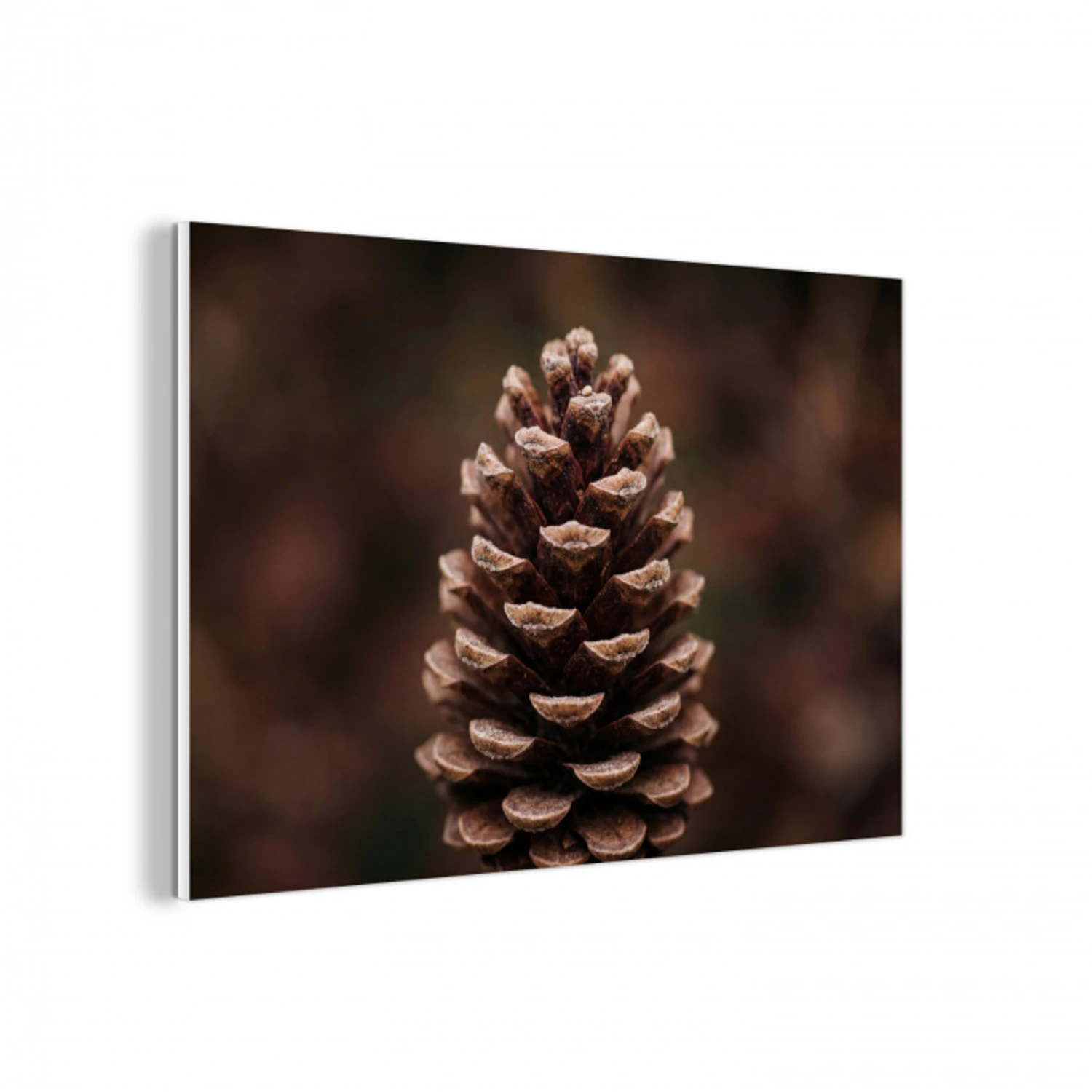 Dennenappel - Bos - Herfst - Bruin - Sfeervol forex 5mm xxl -3d