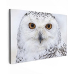 Sneeuwuil - Oog - Wildlife - Wit canvas 2cm klein -z3d
