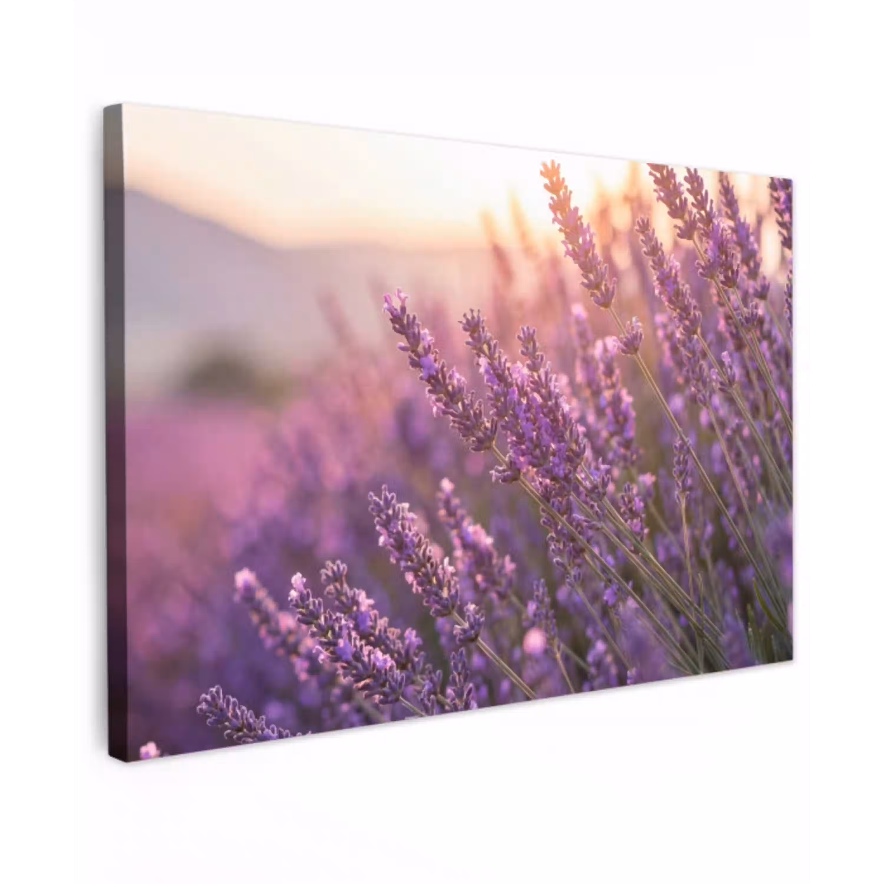 Lavendel - Paars - Zonlicht canvas 2cm klein -z3d