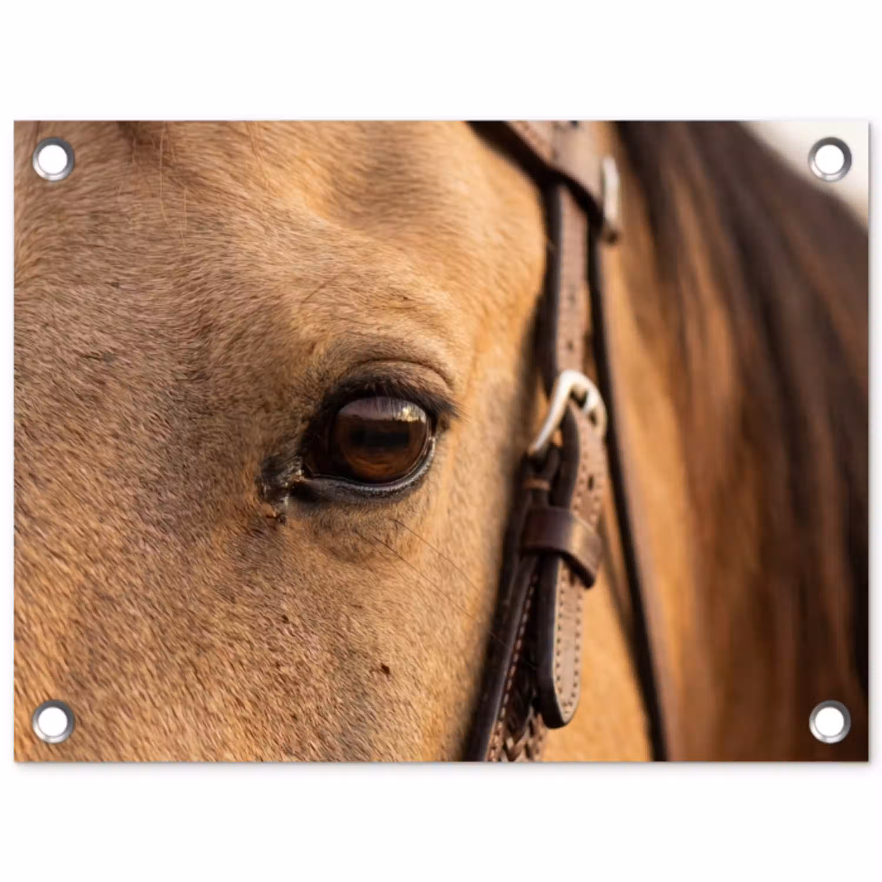 Paard - Oog - Bruin tuinposter los doek klein -3d
