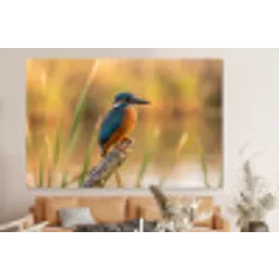 IJsvogel - Tak - Water - Kleurrijk - Levendig forex 5mm xxl -bovenbank