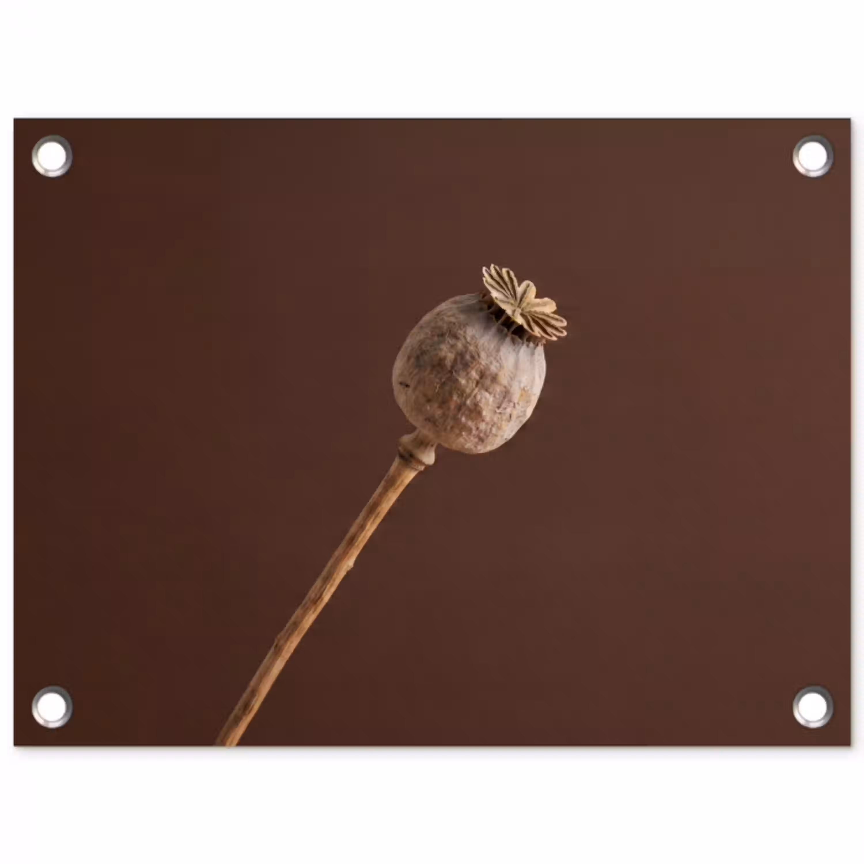 Papaverbol - Droogbloem - Bruin - Minimalistisch tuinposter los doek klein -3d